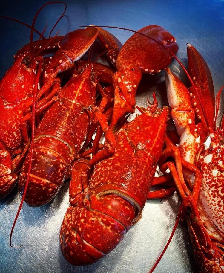 Cadgwith Cove Inn 외부 사진